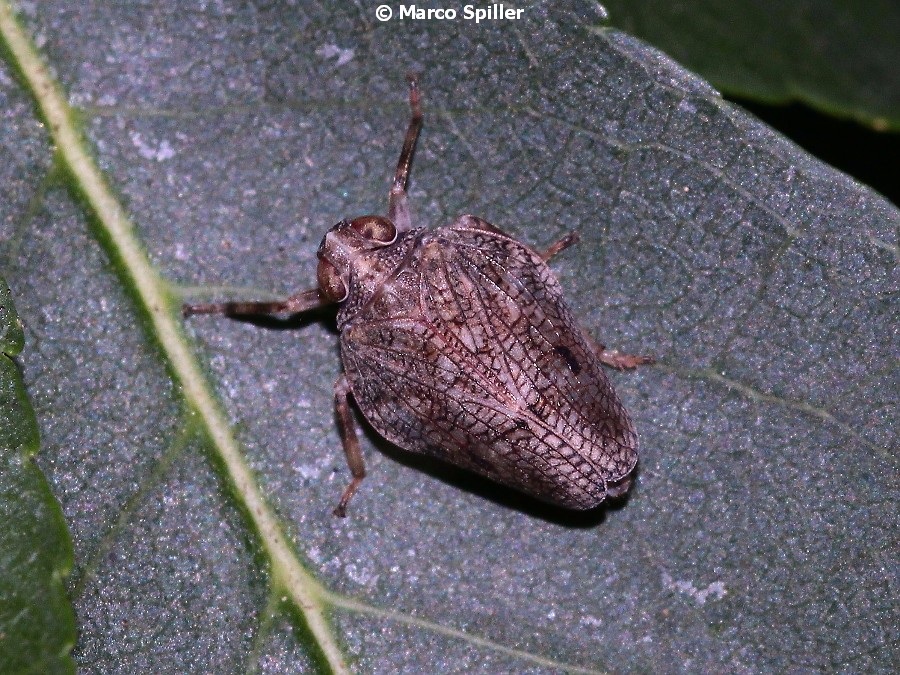 Issus coleoptratus (Fulgoromorpha Issidae)
